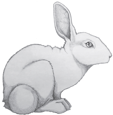 White Rabbit.jpg